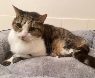 Illustration de l'article : Bella, une chatte âgée de 18 ans, a réussi à redonner sa confiance après le décès soudain de son propriétaire