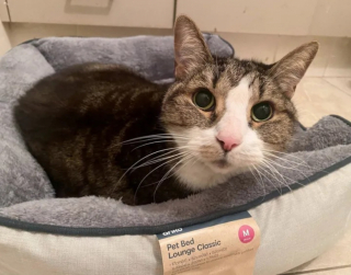 Illustration de l'article : Bella, une chatte âgée de 18 ans, a réussi à redonner sa confiance après le décès soudain de son propriétaire