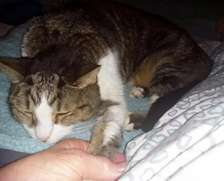 Illustration de l'article : Bella, une chatte âgée de 18 ans, a réussi à redonner sa confiance après le décès soudain de son propriétaire