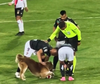 Illustration de l'article : Un chien déterminé fait une apparition inattendue sur un terrain de football aux côtés de joueurs durant un match important (vidéo)