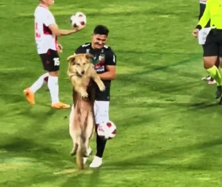 Illustration de l'article : Un chien déterminé fait une apparition inattendue sur un terrain de football aux côtés de joueurs durant un match important (vidéo)