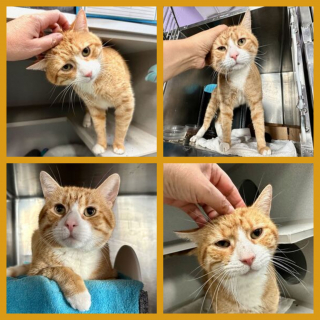 Illustration de l'article : Un chat de refuge en demande d’attention tend les pattes à ceux qui passent devant sa cage (vidéo)