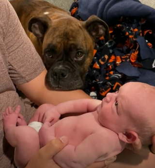 Illustration de l'article : À l’arrivée du bébé de la famille, ce Boxer s’est montré particulièrement affectueux, pour le plus grand bonheur de ses maîtres (vidéo)