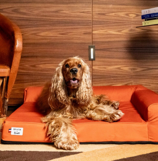 Illustration de l'article : Des colliers aux paniers, une gamme d'accessoires haut-de-gamme pour chien signée Brach Paris et French Bandit