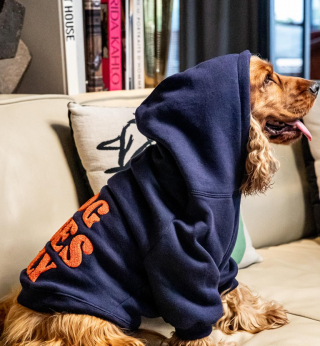 Illustration de l'article : Des colliers aux paniers, une gamme d'accessoires haut-de-gamme pour chien signée Brach Paris et French Bandit