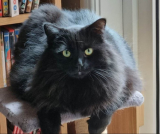 Illustration de l'article : Coincée sur un toit à 12 m du sol, une chatte terrifiée reçoit l’aide d’un laveur de vitres (vidéo)