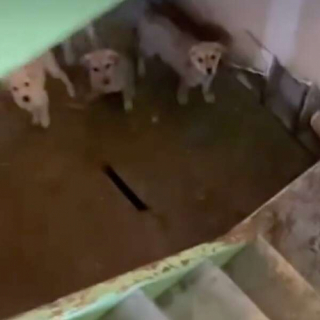 Illustration de l'article : Après un signalement, des bénévoles font la rencontre de 11 chiots laissés pour compte dans une cave (vidéo)