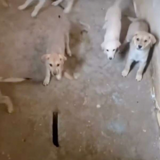 Illustration de l'article : Après un signalement, des bénévoles font la rencontre de 11 chiots laissés pour compte dans une cave (vidéo)