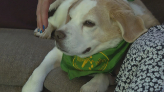 Illustration de l'article : Un chien pisteur apporte une aide précieuse dans la recherche d’un petit Beagle épileptique perdu dans les bois