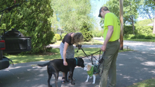 Illustration de l'article : Un chien pisteur apporte une aide précieuse dans la recherche d’un petit Beagle épileptique perdu dans les bois