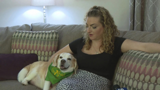 Illustration de l'article : Un chien pisteur apporte une aide précieuse dans la recherche d’un petit Beagle épileptique perdu dans les bois