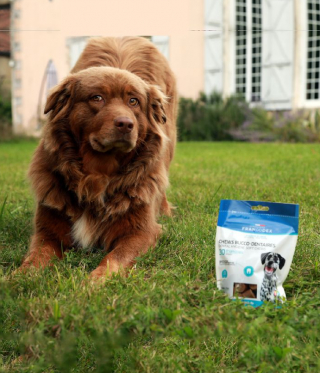 Illustration de l'article : Des nouvelles bouchées gourmandes et saines élaborées par Francodex pour prendre soin de la santé de votre chien tout en lui faisant plaisir