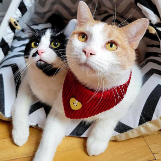 Illustration de l'article : Un chaton orphelin qui s&rsquo;accroche &agrave; la vie peut compter sur le soutien de ses cong&eacute;n&egrave;res