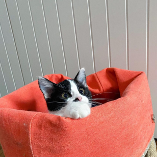 Illustration de l'article : Un chaton orphelin qui s&rsquo;accroche &agrave; la vie peut compter sur le soutien de ses cong&eacute;n&egrave;res