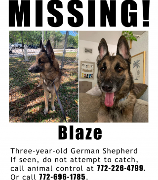 Illustration de l'article : La fugue de ce chien récidiviste entraîne la mobilisation d’une communauté entière