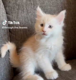 Illustration de l'article : La propriétaire d’un Maine Coon partage avec les internautes la croissance fulgurante de ce chat aux dimensions spectaculaires (vidéo)