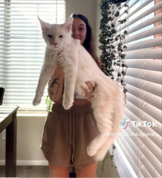 Illustration de l'article : La propriétaire d’un Maine Coon partage avec les internautes la croissance fulgurante de ce chat aux dimensions spectaculaires (vidéo)