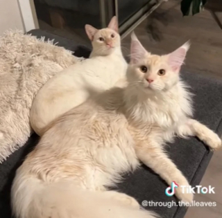 Illustration de l'article : La propriétaire d’un Maine Coon partage avec les internautes la croissance fulgurante de ce chat aux dimensions spectaculaires (vidéo)