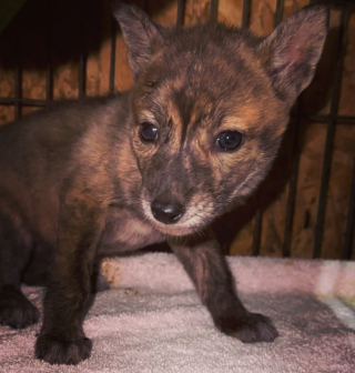 Illustration de l'article : Un homme sauve un animal non-identifié sur le bord d’une route et parcourt des kilomètres avant d’obtenir le verdict