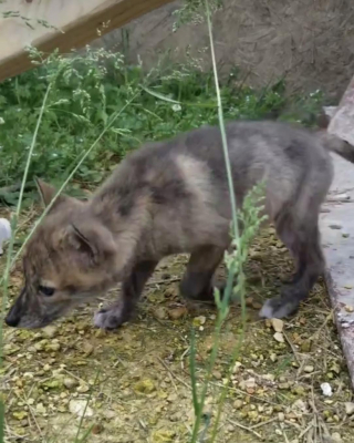 Illustration de l'article : Un homme sauve un animal non-identifié sur le bord d’une route et parcourt des kilomètres avant d’obtenir le verdict