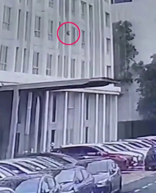 Illustration de l'article : Un chat fait une chute de 27 mètres et provoque l’immense inquiétude de sa maîtresse