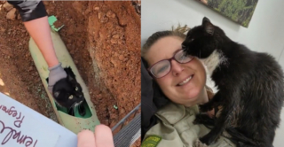 Illustration de l'article : Pour tenter de sauver un chat coincé dans un tuyau souterrain, une communauté fait preuve d’un bel élan de solidarité