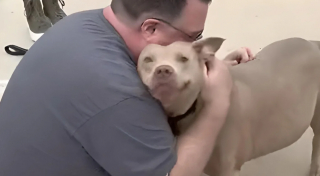 Illustration de l'article : Elle organise des retrouvailles surprises entre son père et la chienne de celui-ci dont il a dû se séparer contre sa volonté (vidéo)