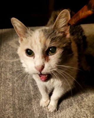 Illustration de l'article : En survivant à ses maîtres, Sweetpea, une chatte senior, fait preuve d’une incroyable longévité