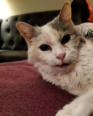 Illustration de l'article : En survivant à ses maîtres, Sweetpea, une chatte senior, fait preuve d’une incroyable longévité