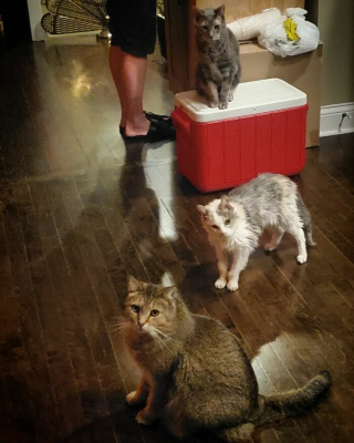 Illustration de l'article : En survivant à ses maîtres, Sweetpea, une chatte senior, fait preuve d’une incroyable longévité