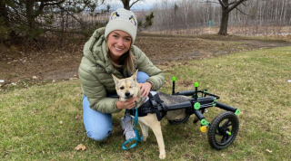 Illustration de l'article : Martyrisé au Vietnam, ce chien borgne à 3 pattes traverse la planète pour commencer une nouvelle vie