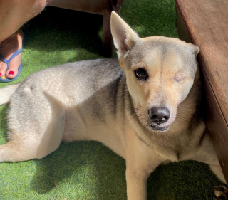 Illustration de l'article : Martyrisé au Vietnam, ce chien borgne à 3 pattes traverse la planète pour commencer une nouvelle vie