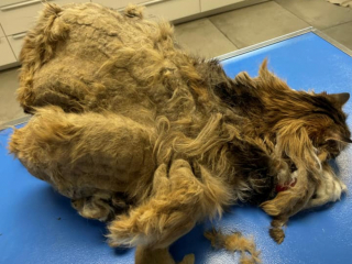 Illustration de l'article : Un chat a mobilisé toute une équipe de bénévoles pour le sortir d’une situation de grave négligence