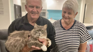 Illustration de l'article : À la suite de la terrible erreur d’une pension, une chatte âgée disparaît pendant 3 mois et laisse sa famille dans l’angoisse