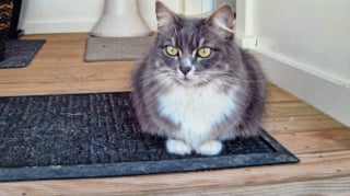 Illustration de l'article : À la suite de la terrible erreur d’une pension, une chatte âgée disparaît pendant 3 mois et laisse sa famille dans l’angoisse