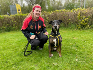 Illustration de l'article : Un chien âgé de 10 ans célèbre son anniversaire dans un refuge et espère la plus belle des surprises