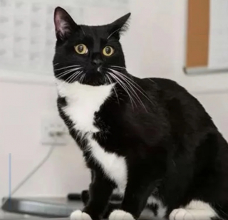 Illustration de l'article : Constatant que leur chat est malade, des propriétaires se rendent chez le vétérinaire et découvrent ce qui se trouve dans son estomac