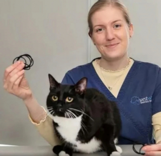 Illustration de l'article : Constatant que leur chat est malade, des propriétaires se rendent chez le vétérinaire et découvrent ce qui se trouve dans son estomac