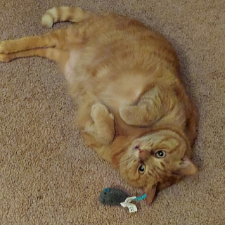 Illustration de l'article : Personne ne veut de cette chatte de 11 ans, car elle ne fait pas toujours ses besoins dans sa liti&egrave;re 