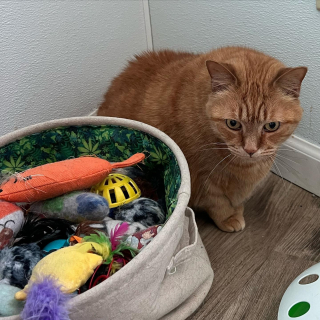 Illustration de l'article : Personne ne veut de cette chatte de 11 ans, car elle ne fait pas toujours ses besoins dans sa liti&egrave;re 