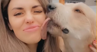 Illustration de l'article : Caché dans les herbes sur le bord d’une autoroute, un chien en piteux état attend d’être secouru (vidéo)