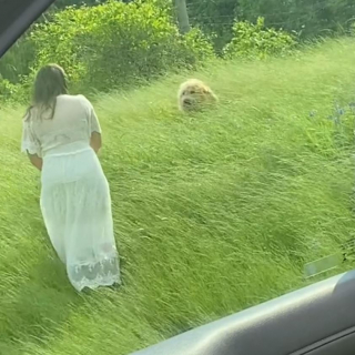 Illustration de l'article : Caché dans les herbes sur le bord d’une autoroute, un chien en piteux état attend d’être secouru (vidéo)