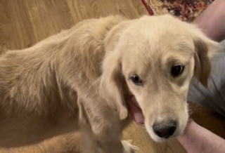 Illustration de l'article : Condamné à une fin de vie très sombre, ce Golden Retriever s’est entièrement reconstruit avec l’aide de ses humains (vidéo)