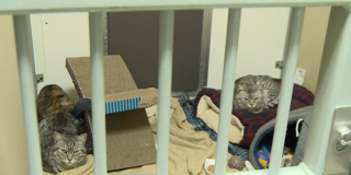 Illustration de l'article : Plusieurs associations unissent leurs efforts pour venir au secours de 46 félins vivant sous le même toit