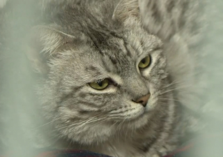 Illustration de l'article : Plusieurs associations unissent leurs efforts pour venir au secours de 46 félins vivant sous le même toit