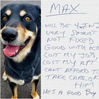 Illustration de l'article : Séparé de sa famille suite à des problèmes financiers, un chien fait le vœu de pouvoir rejoindre un jour un nouveau foyer