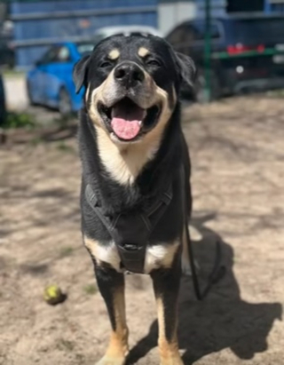 Illustration de l'article : Séparé de sa famille suite à des problèmes financiers, un chien fait le vœu de pouvoir rejoindre un jour un nouveau foyer