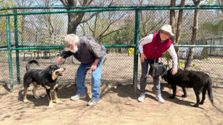 Illustration de l'article : Séparé de sa famille suite à des problèmes financiers, un chien fait le vœu de pouvoir rejoindre un jour un nouveau foyer
