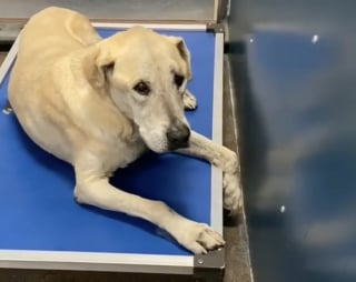 Illustration de l'article : Ellie, une chienne Labrador de 14 ans, échappe à l’euthanasie grâce au grand cœur d’une femme (vidéo)