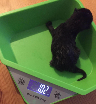 Illustration de l'article : Un chaton reconnaissant offre quotidiennement des cadeaux &agrave; sa sauveteuse